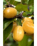 Кизил плодовый Янтарный / Янтарный желтый | Cornus mas Yantarnyy | Кизил плодовий Бурштиновий/Янтарний жовтий